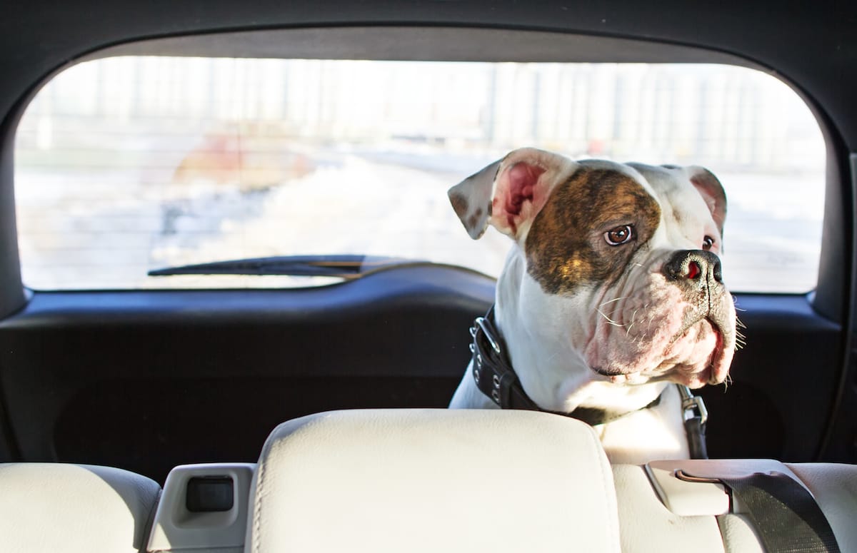 Stay Cool Out There! | Animal Vision Center of VA