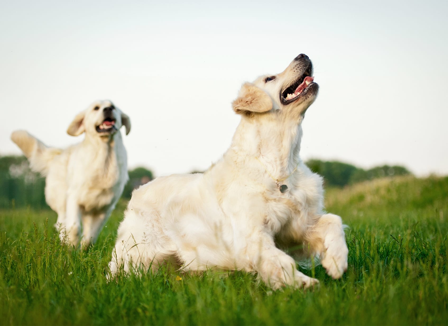 Two dogs running through a green field with a clear sky.