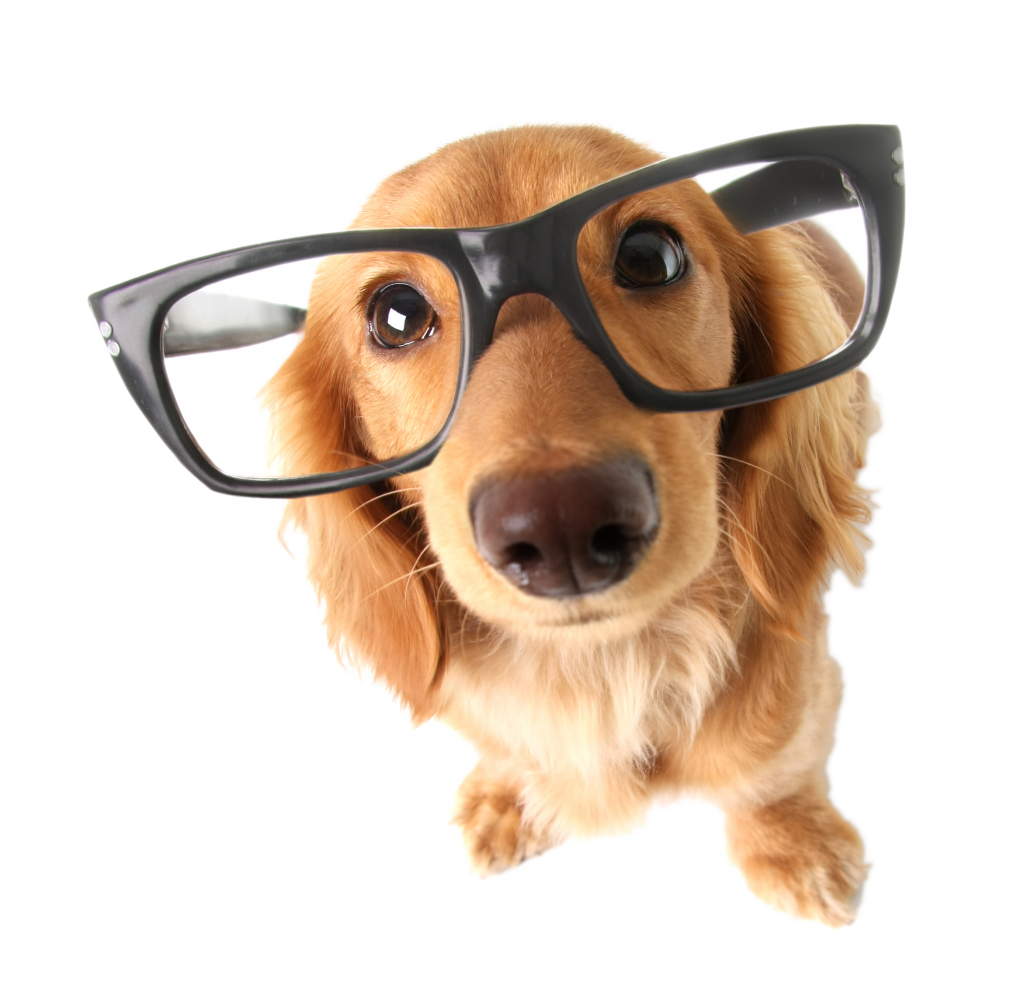 dog-with-glasses - Animal Vision Center of VA