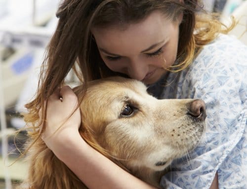 Have You Hugged a Therapy Dog Today?