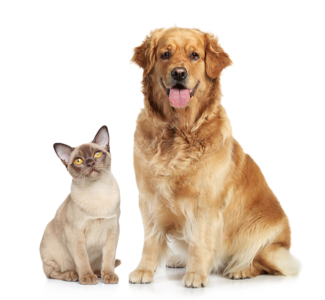 Ophthalmology Cat and Dog Patient | Animal Vision Center of VA