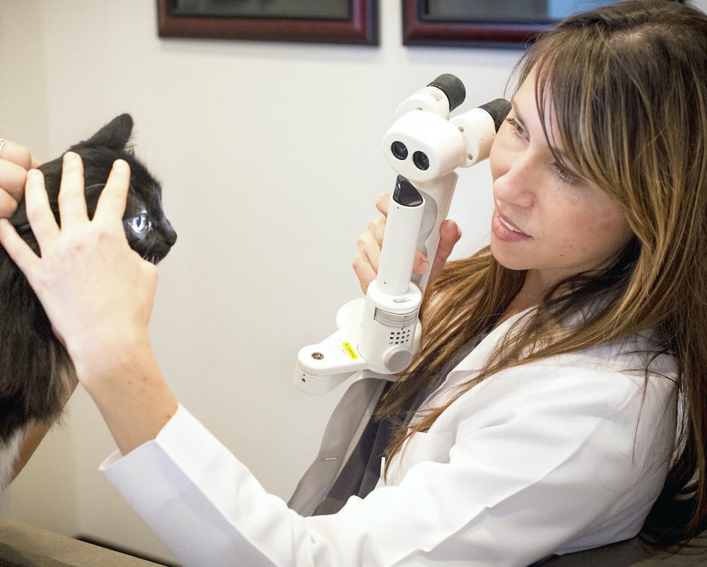 Dr. Heather Brookshire Feline Eye Exam | Animal Vision Center of Virginia