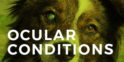 IN FOCUS Blog - Ocular Conditions | Animal Vision Center of VA