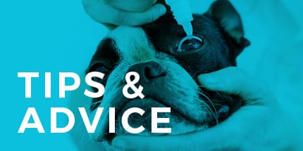 IN FOCUS Blog - Tips and Advice | Animal Vision Center of VA