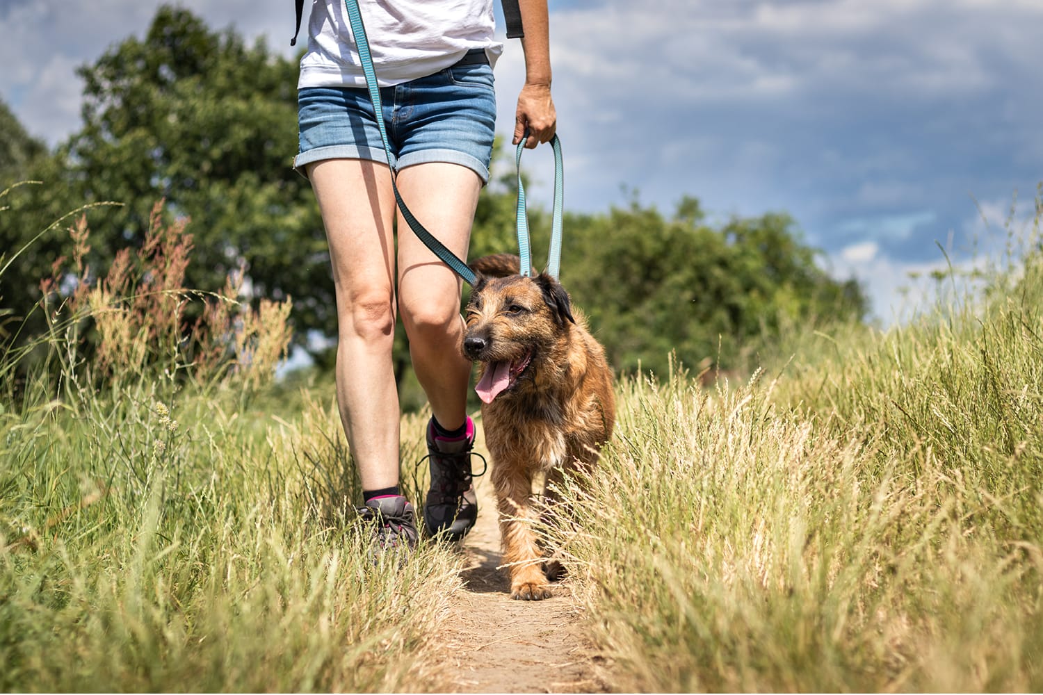 what to expect after dog has cataract surgery