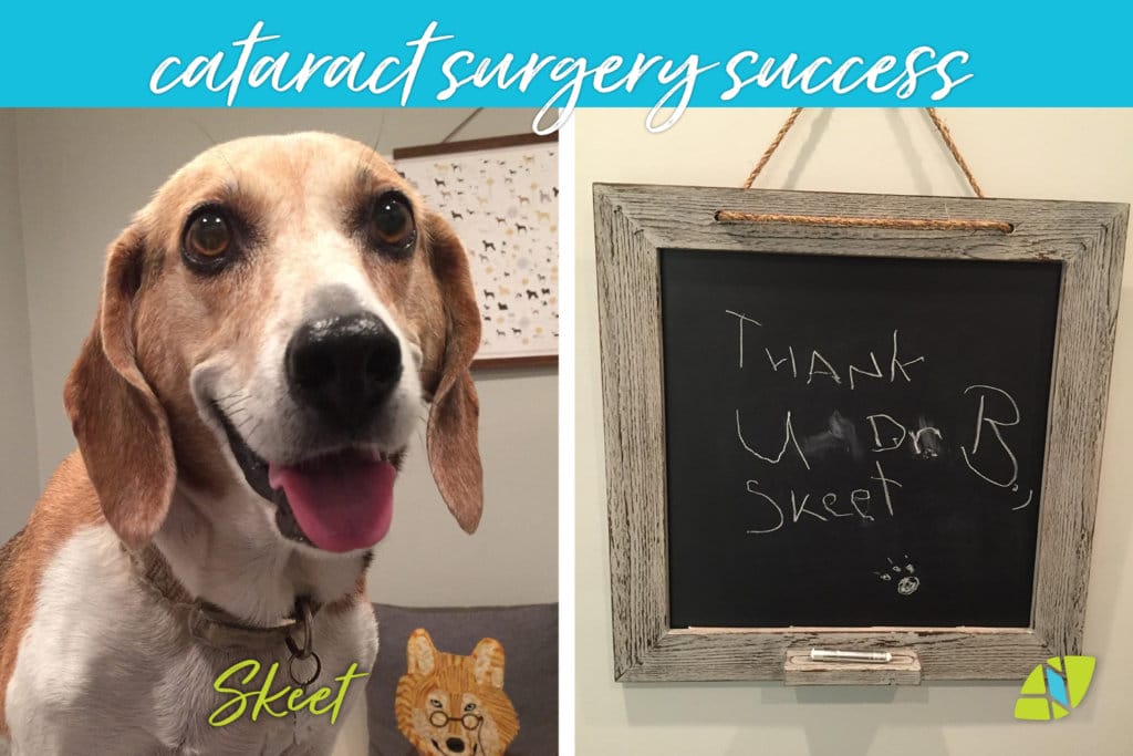 Cataract Surgery for Dogs Animal Vision Center of VA