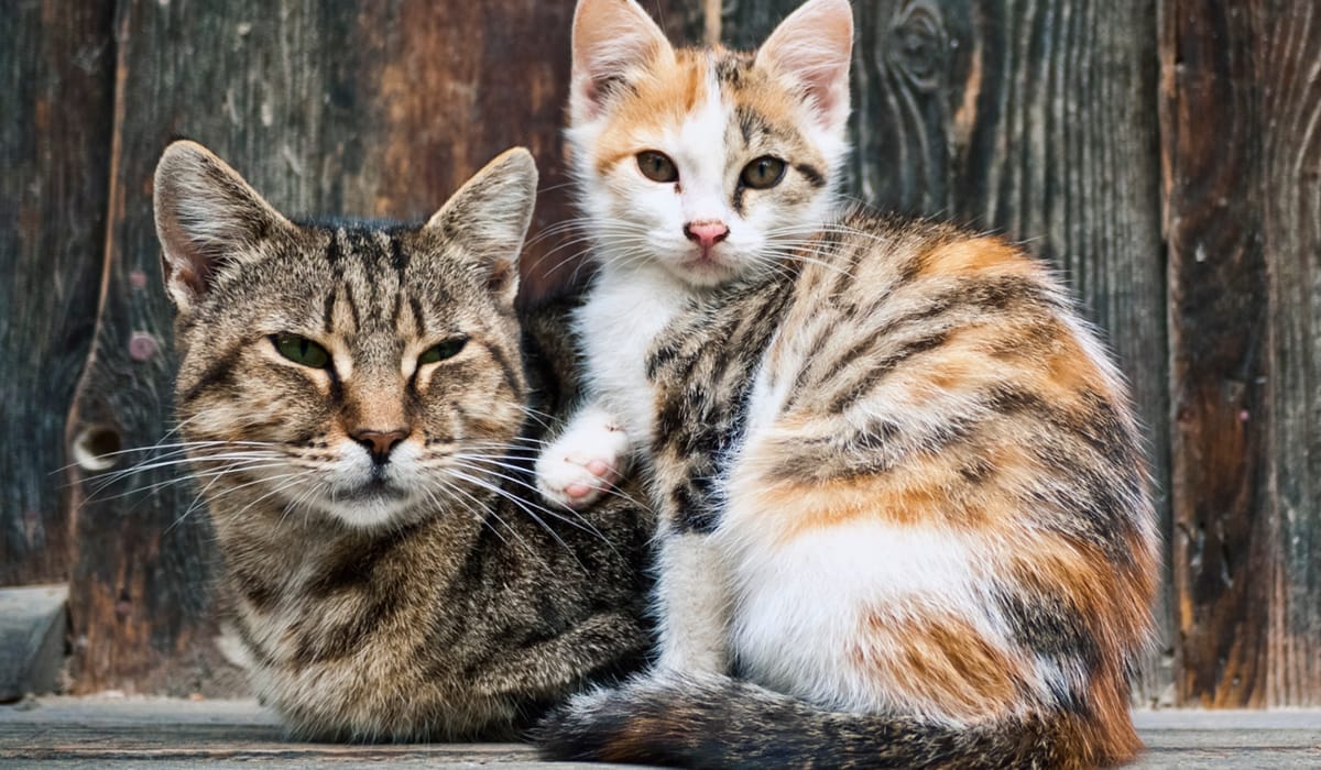 Feral Affairs Network - In the Spotlight by Animal Vision Center of Virginia