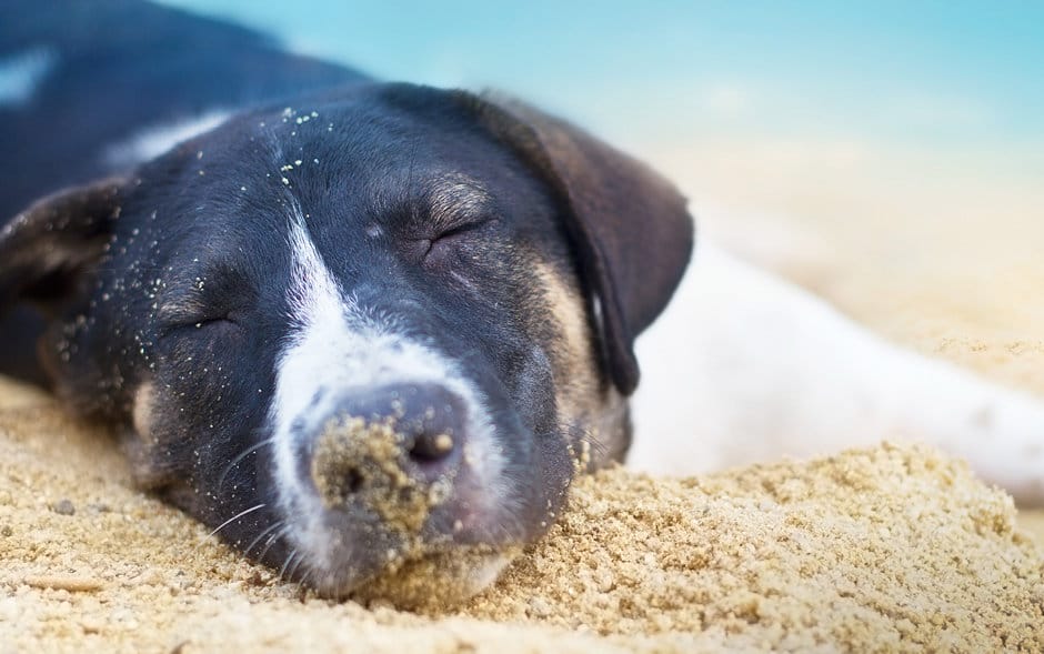 Dog sleeping in sand on the beach