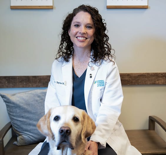 Dr. Taylor Belk - Ophthalmology Resident | Animal Vision Center of VA