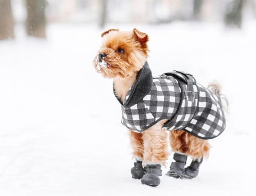 Caring for Your Pets When the Weather is Frightful
