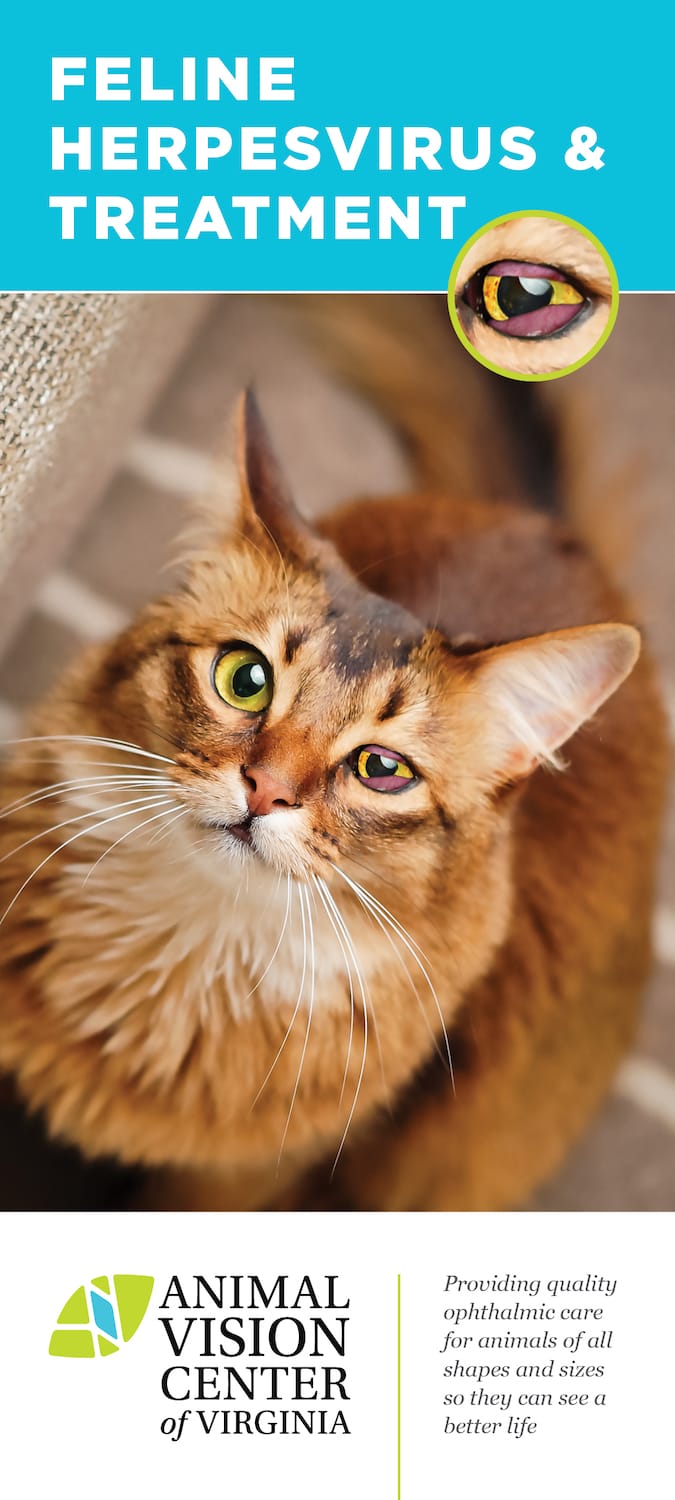 Feline Herpesvirus and Treatment Animal Vision Center of VA