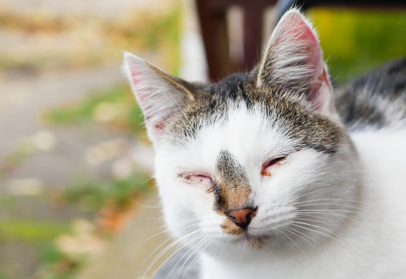 feline-herpesvirus-and-treatment-animal-vision-center-of-va