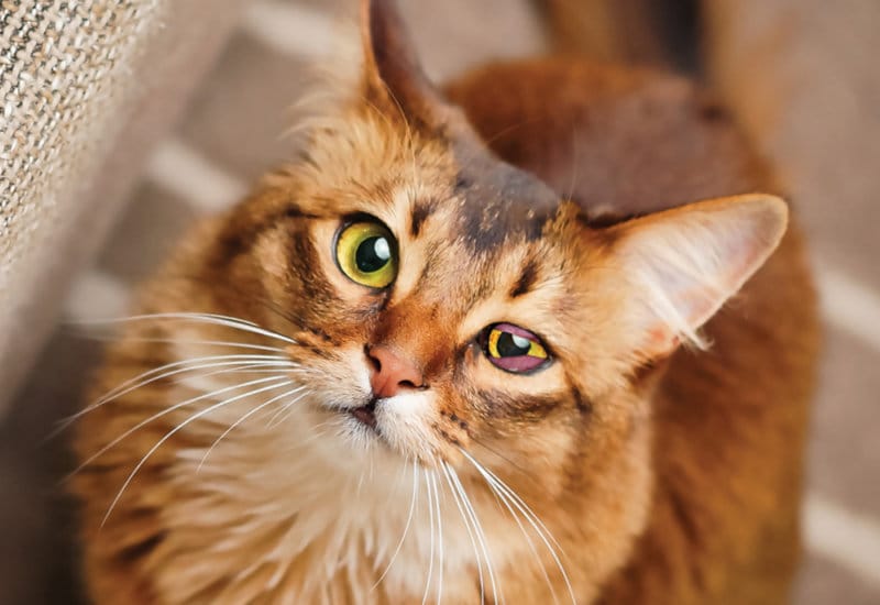 feline-herpesvirus-and-treatment-animal-vision-center-of-va