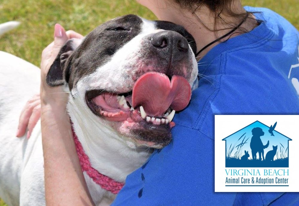 Meet Juleen Ballance, a Caring Advocate for Virginia Beach Shelter Pets -  Animal Vision Center of VA