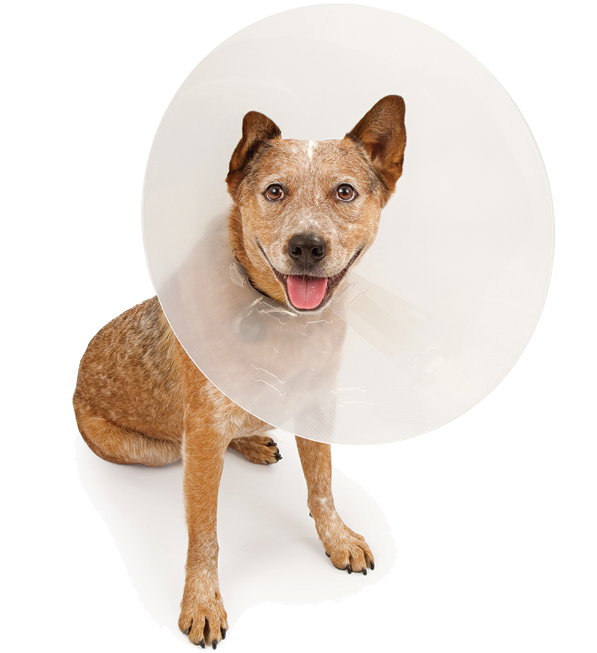 Cataracts and Cataract Surgery AVCVA Virtual Library