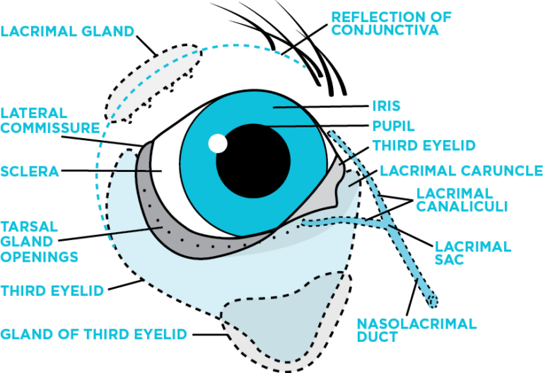 avcva-cherry-eye-brochure-third-eyelid-anatomy-animal-vision-center-of-va