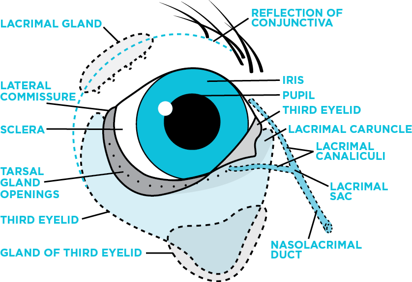 Cherry Eye / Prolapsed Nictitans Gland Treatment | AVCVA Virtual Library