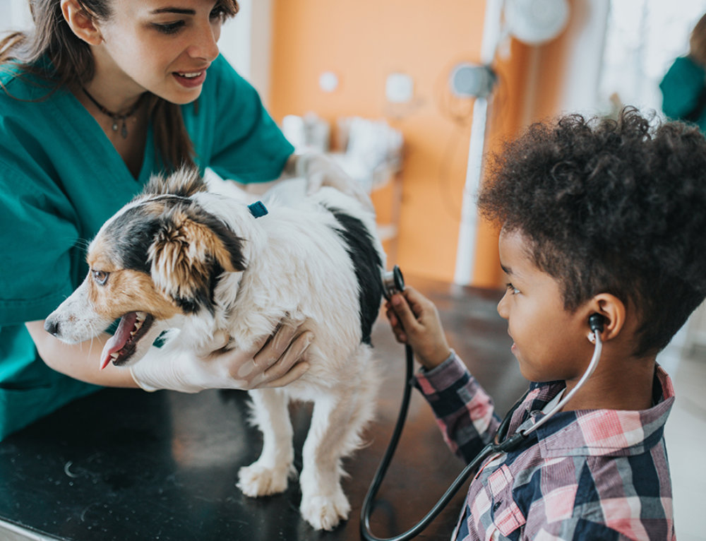 Animal Vision Center of Virginia Offers Free Eye Screenings for Service