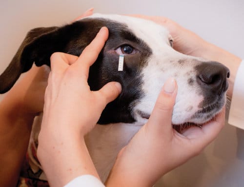 What to expect at your pet’s first ocular exam