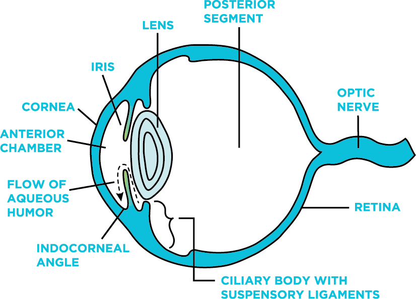 Ocular Anatomy for Glaucoma