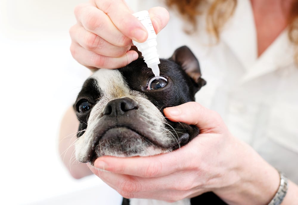 Medicating Your Pet at Home | AVCVA Virtual Library