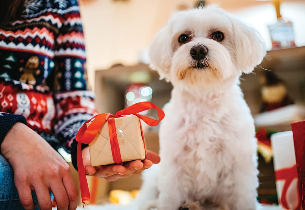 Keeping your pets safe during the holidays