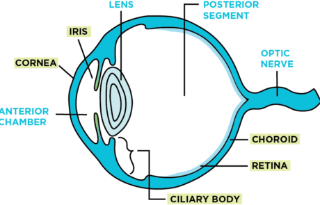 Uveitis Causes and Treatment | AVCVA Virtual Library