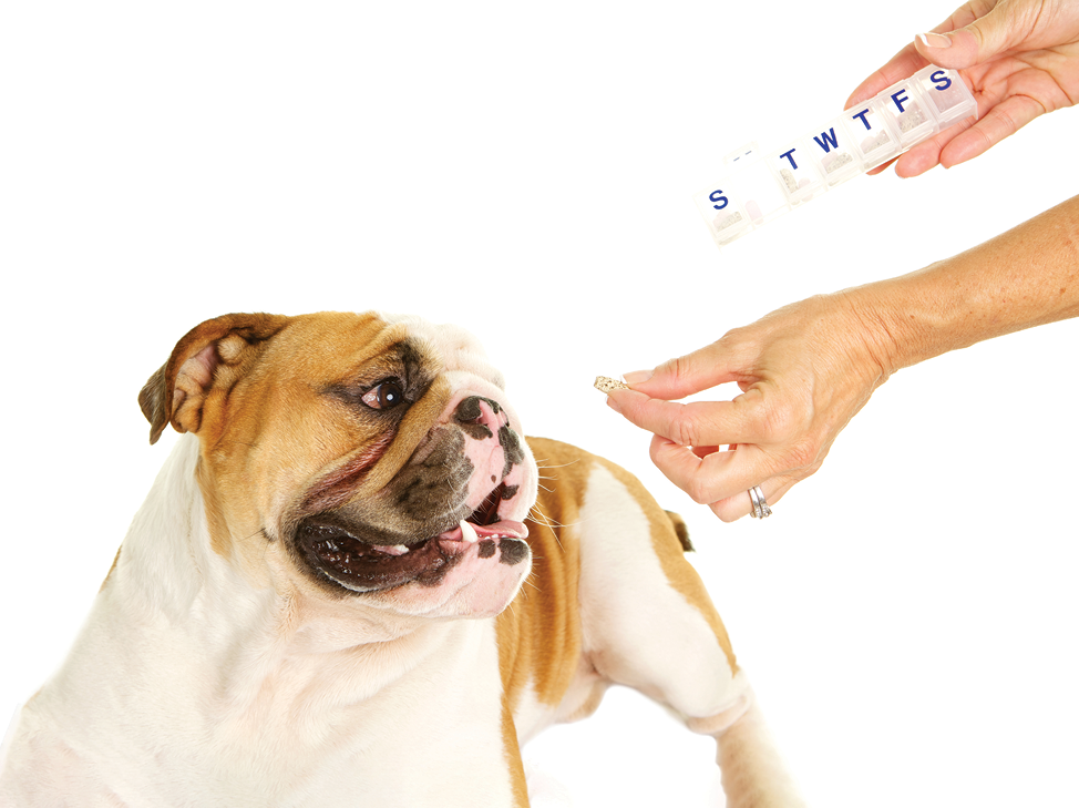 what is normal blood pressure range for dogs