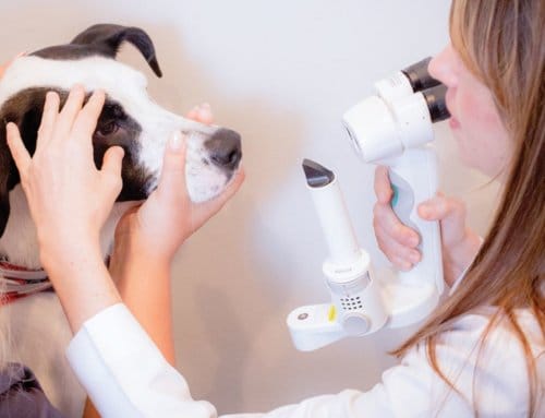 Make Preventive Care a Priority for your Pet this Year