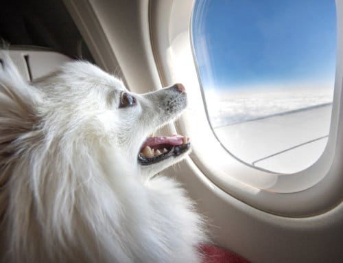 Traveling with Pets? Friendly Skies await you and Fluffy with these Safety Tips