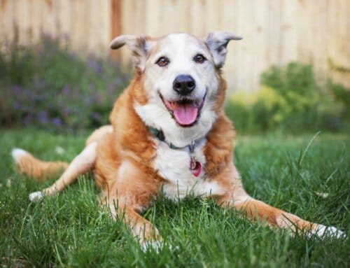 Cataracts and Other Common Eye Issues in Senior Dogs